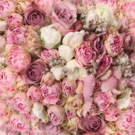 Фреска Пионовидные розовые розы