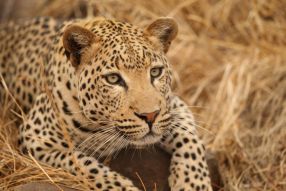 Фотообои Африканский леопард