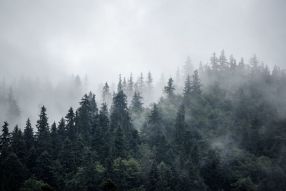 Фотообои Окутанный туманом лес