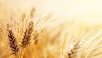 Фотообои Пшеница