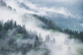Фреска Покрытый туманом лес