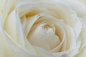 Фотообои Бутон белой розы