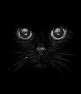 Фотообои Черный кот и глаза